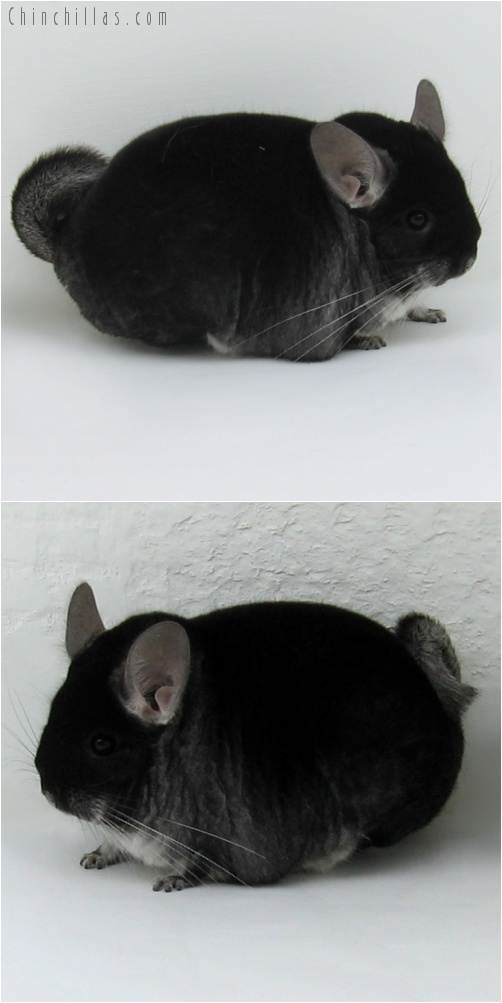 7231 Large Herd Improvement Quality Black Velvet Male Chinchilla