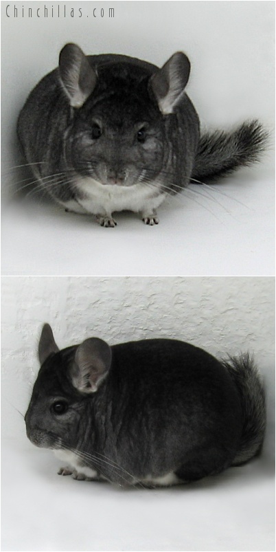 7151 Show Quality Standard Female Chinchilla