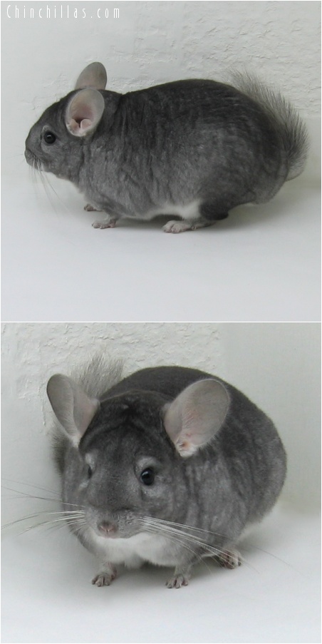 7209 Show Quality Sapphire Female Chinchilla