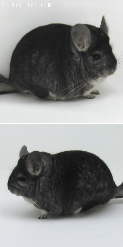 7123 Extra Extra Large Herd Improvement Quality Dark Standard Male Chinchilla