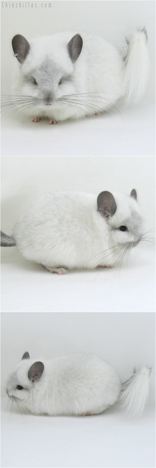 7234 White Mosaic Royal Persian Angora Male Chinchilla