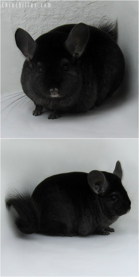 7236 Show Quality Ebony Female Chinchilla