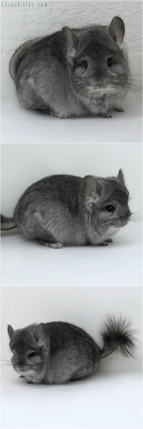 7237 Standard Royal Persian Angora Female Chinchilla