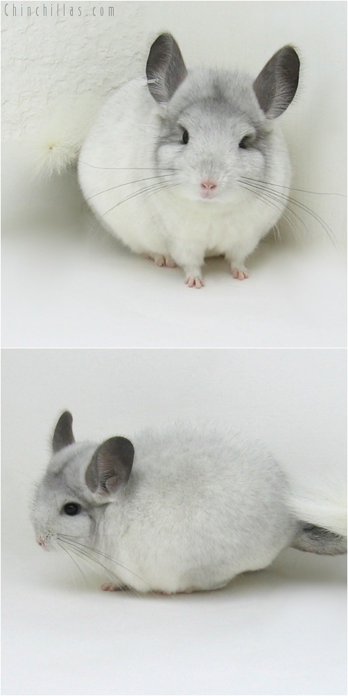 7238 White Mosaic ( Royal Persian Angora Carrier ) Female Chinchilla