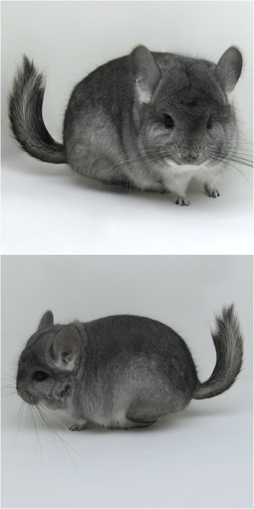 7227 Standard ( Royal Persian Angora Carrier ) Male Chinchilla