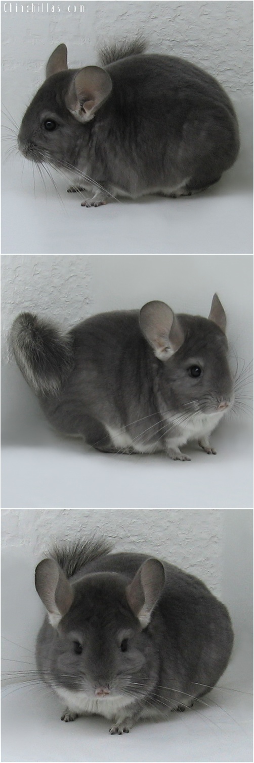 7177 Premium Production Quality Violet Female Chinchilla