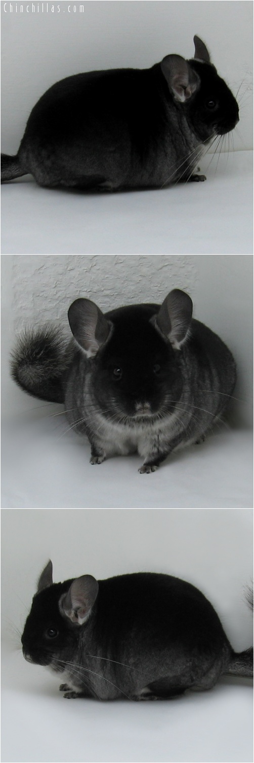 7146 Exceptionally Large Show Quality Black Velvet Female Chinchilla