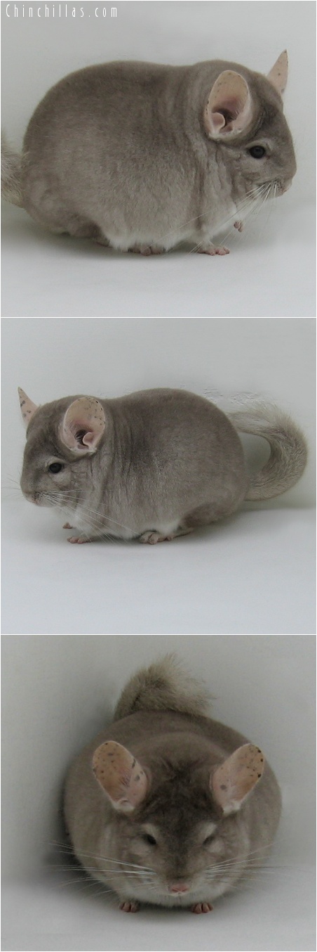 7240 Blocky, Herd Improvement Quality Beige Male Chinchilla