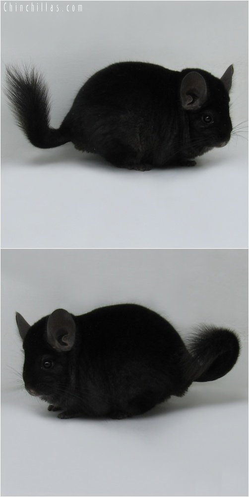 7180 Large Show Quality Ebony Male Chinchilla