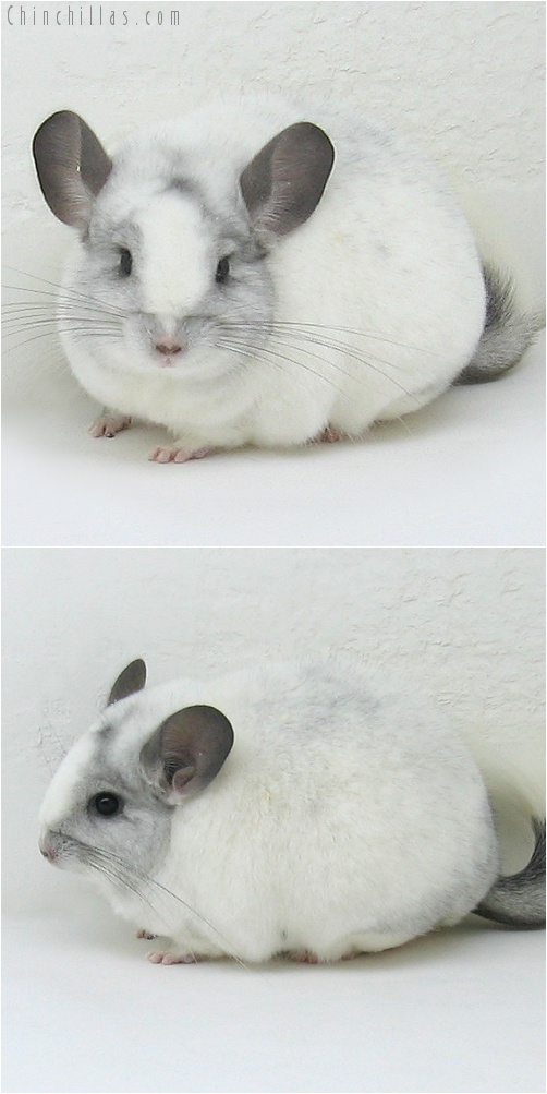 7235 Large Show Quality Splotchy White Mosaic Female Chinchilla