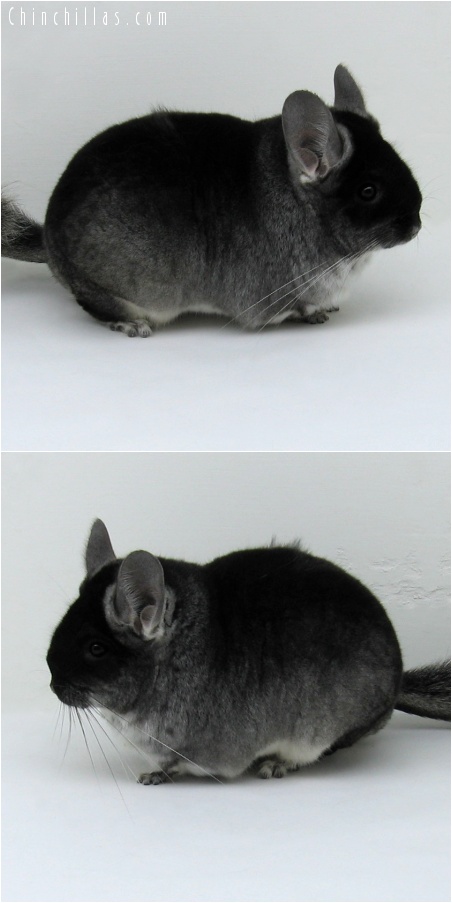 7220 Extra Large Show Quality Black Velvet ( Violet Carrier ) Female Chinchilla