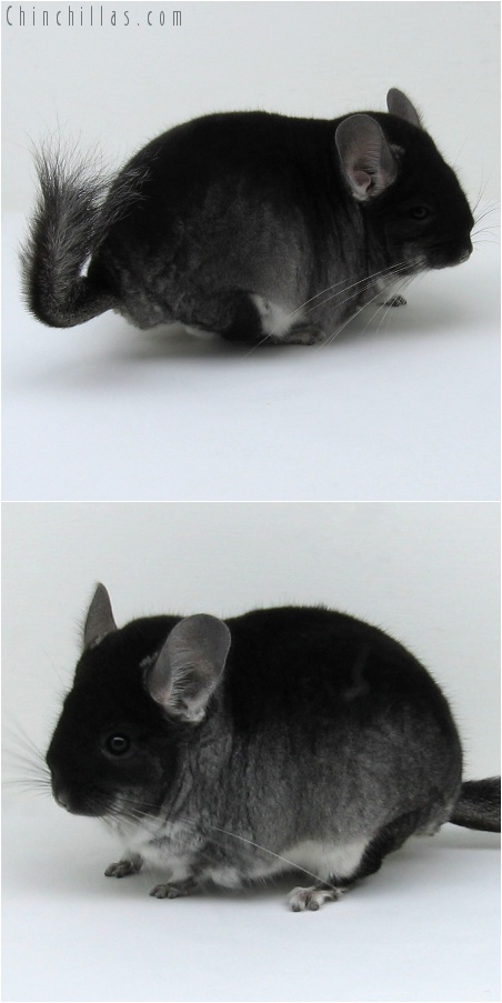 7215 Large Top Show Quality Black Velvet ( Violet Carrier ) Male Chinchilla