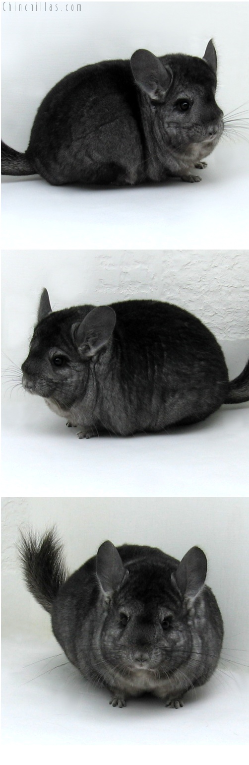 7214 Show Quality Hetero Ebony Female Chinchilla