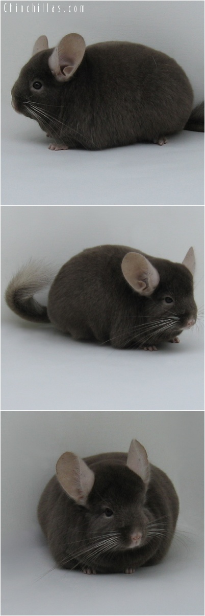 7204 Large Show Quality Dark Tan Female Chinchilla