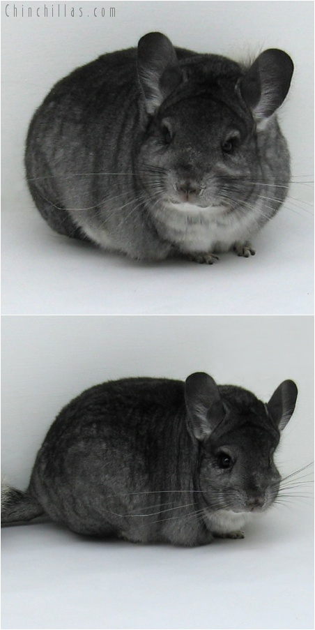 7243 Show Quality Standard Female Chinchilla