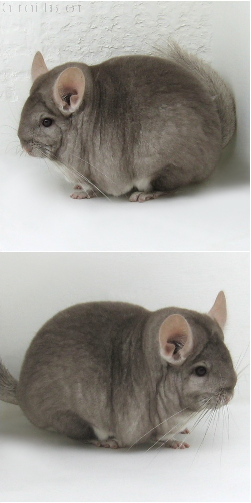 7154 Blocky Show Quality Beige Female Chinchilla