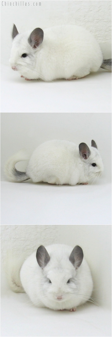 7206 Large Herd Improvement Quality Predominantly White Male Chinchilla