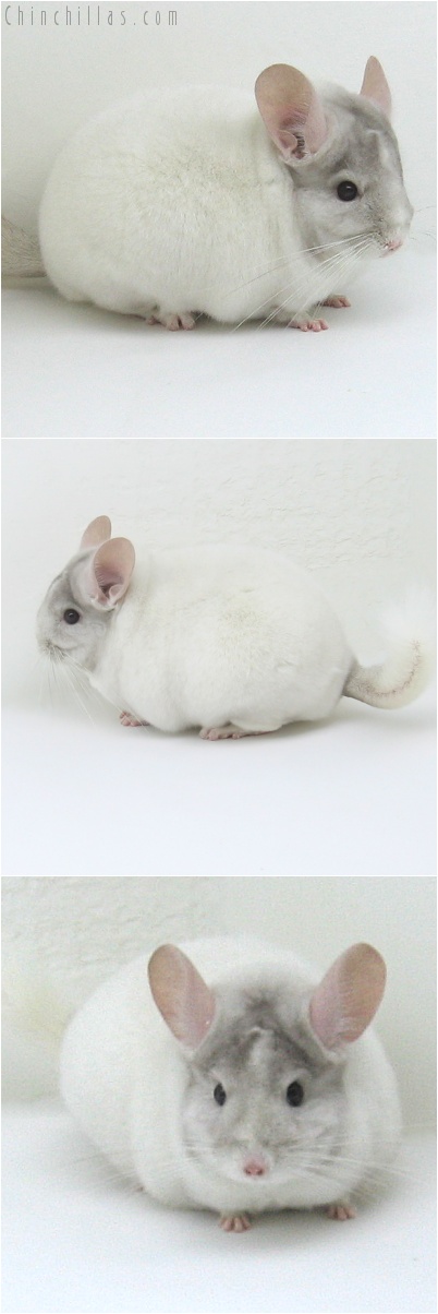 8013 Premium Production Quality Beige & White Mosaic Female Chinchilla