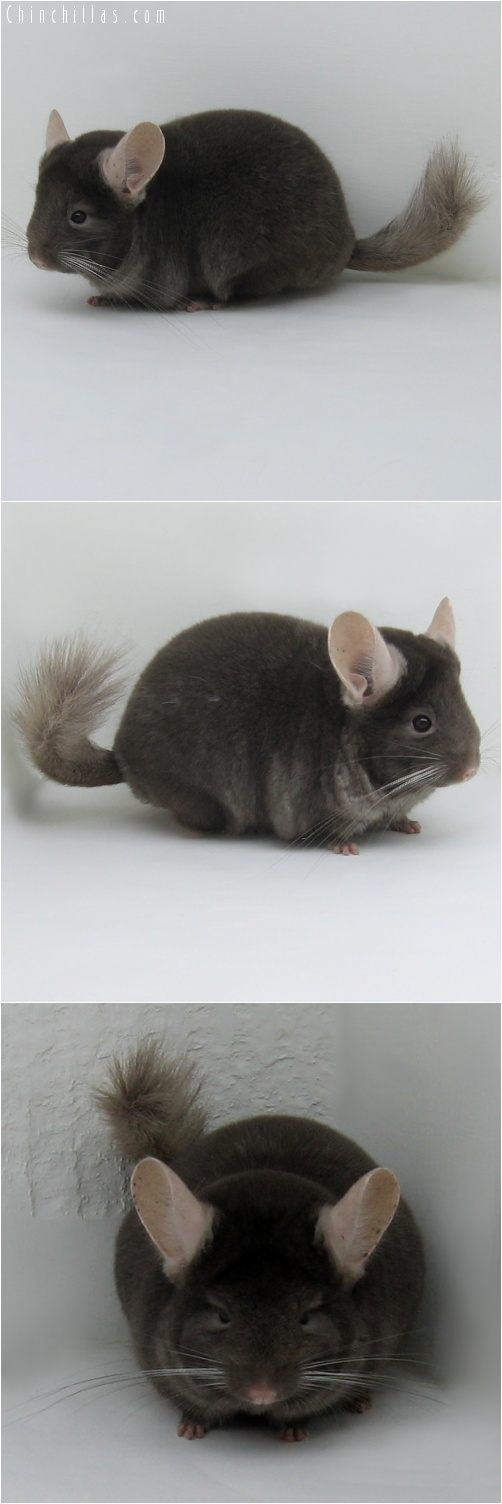 8011 Dark Tan ( Violet Carrier ) Female Chinchilla