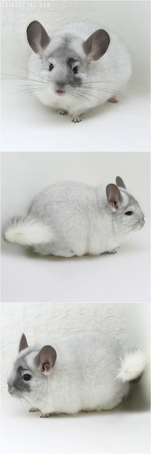 8012 Extra Large Extreme White Mosaic Female Chinchilla