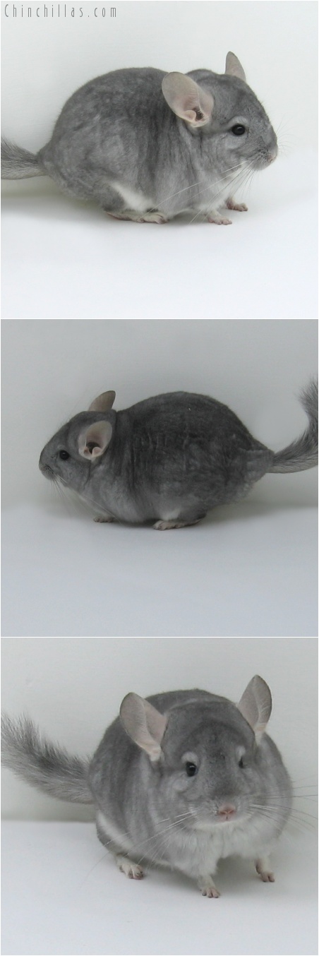 8017 Sapphire Female Chinchilla