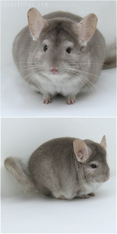 8018 Show Quality Beige Male Chinchilla