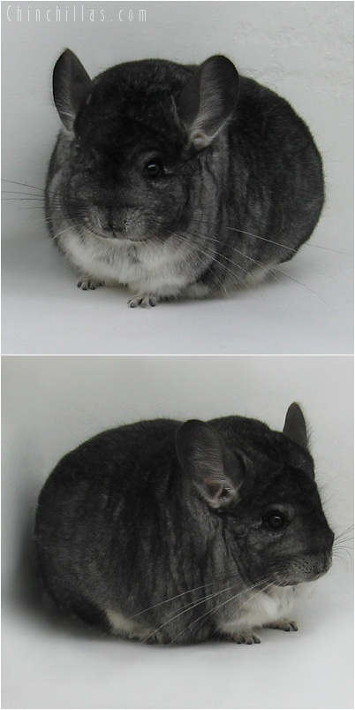 7170 Large Premium Production Quality Standard Female Chinchilla