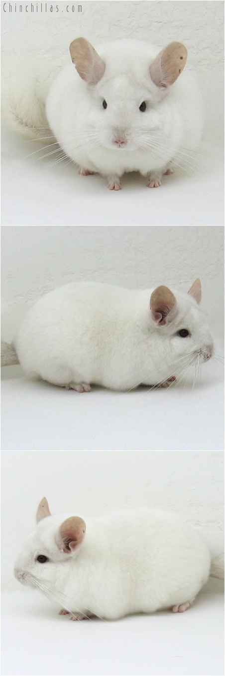 7195 Premium Production Quality Pink White Female Chinchilla