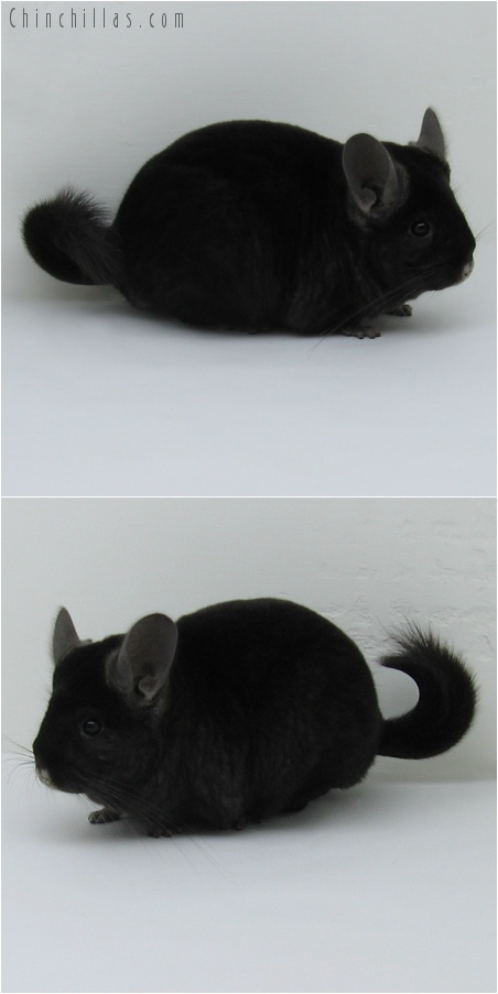 7208 Large Ebony Female Chinchilla