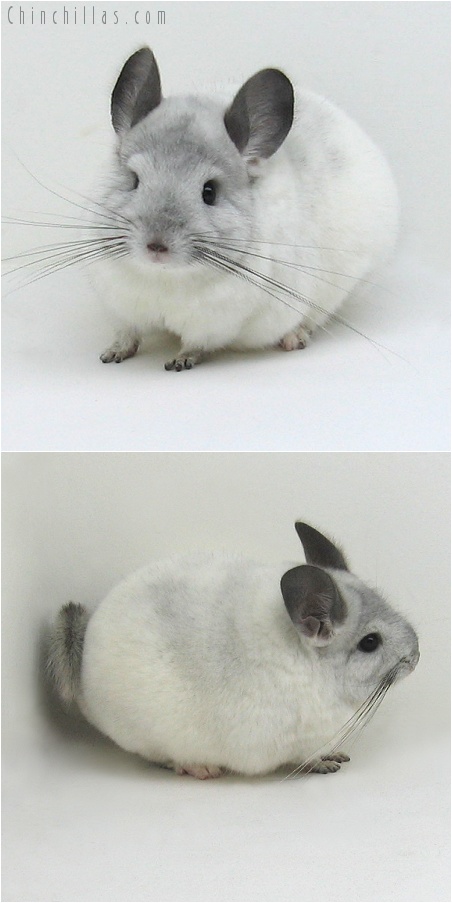 8003 Show Quality White Mosaic Female Chinchilla