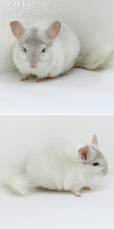 8015 Show Quality Beige & White Mosaic Male Chinchilla