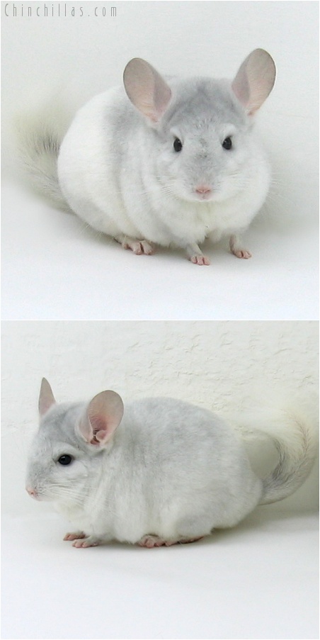 8027 Sapphire & White Mosaic Female Chinchilla