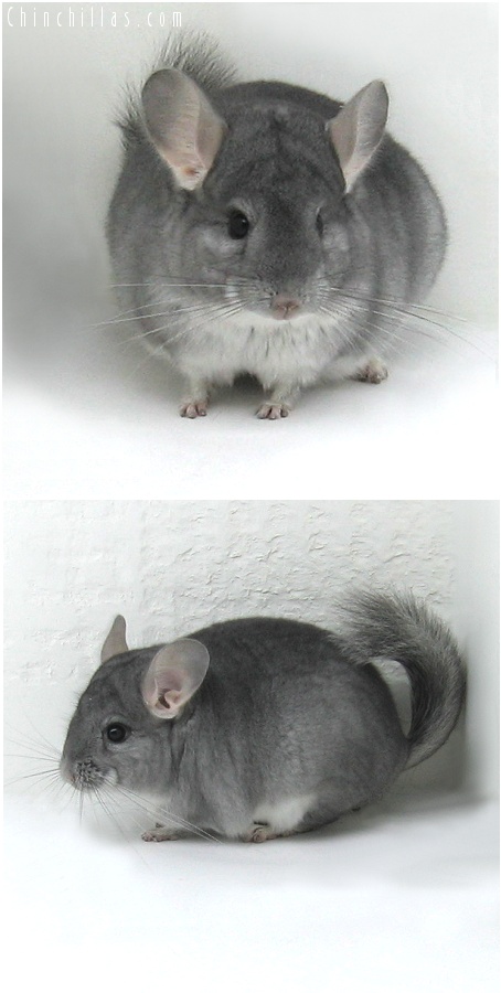 8042 Top Show Quality Sapphire Male Chinchilla