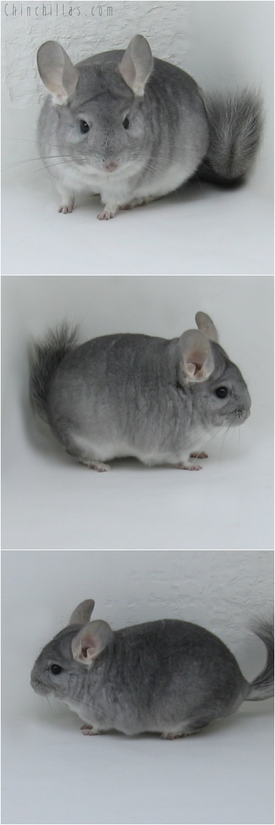 8004 Show Quality Sapphire Female Chinchilla