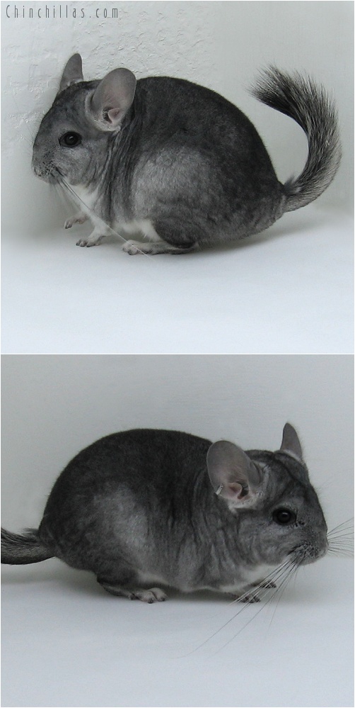 8030 Standard ( Royal Persian Angora Carrier ) Female Chinchilla