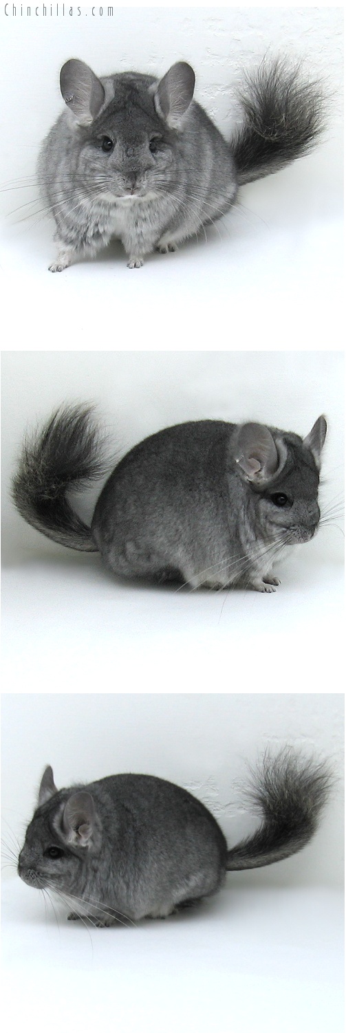 8032 Standard Royal Persian Angora Male Chinchilla