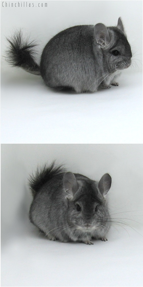 8034 Standard Royal Persian Angora Male Chinchilla