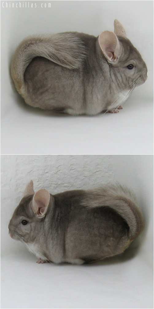 8009 Herd Improvement Quality Beige Male Chinchilla