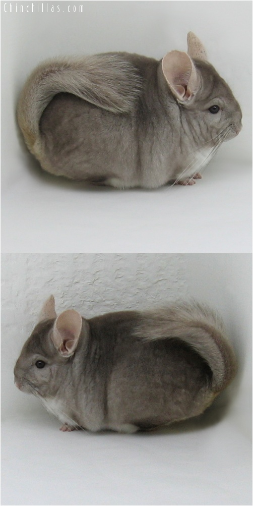 8009 Herd Improvement Quality Beige Male Chinchilla