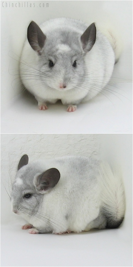 8022 Large Show Quality Ebony & White Mosaic Female Chinchilla