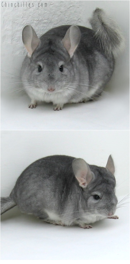 7250 Large Sapphire Female Chinchilla