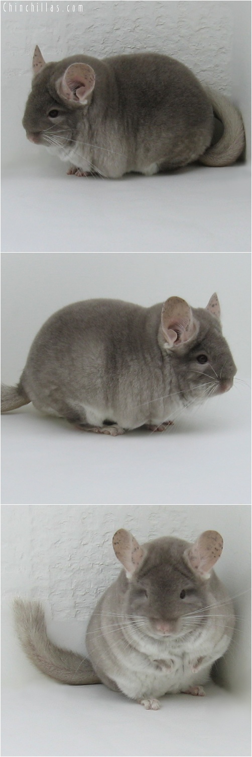 8010 Large Show Quality TOV Beige ( Violet Carrier ) Female Chinchilla