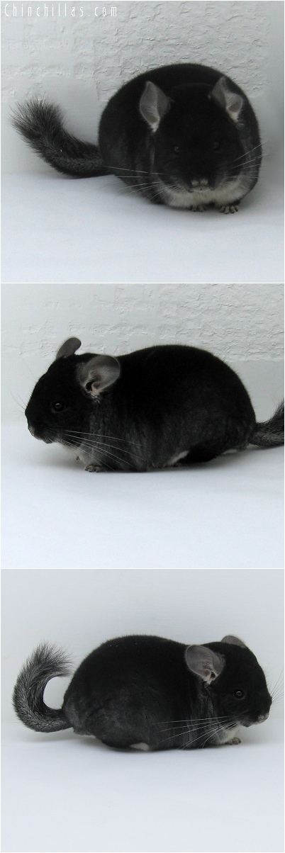 8044 Show Quality Black Velvet Male Chinchilla