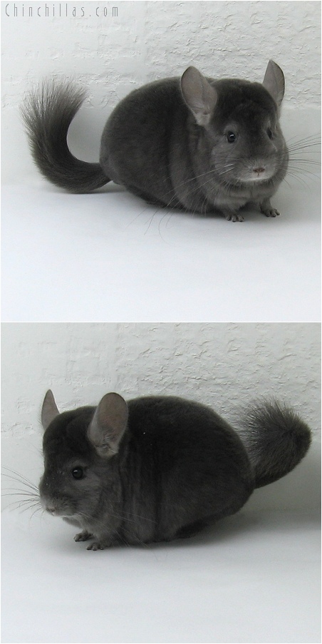 8051 Premium Production Quality Wrap-around Violet Female Chinchilla