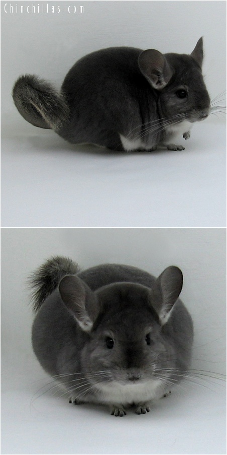 8023 Premium Production Quality Violet Female Chinchilla