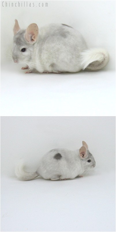 8045 Beige & White Mosaic Female Chinchilla with Body Spot