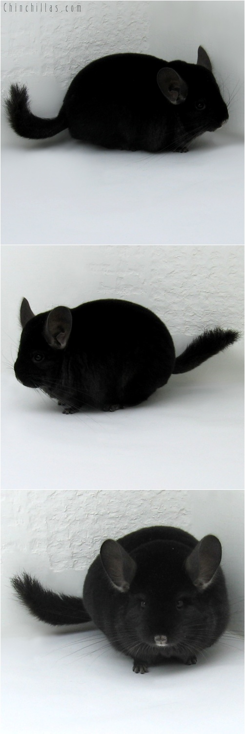 8043 Top Show Quality Ebony Male Chinchilla