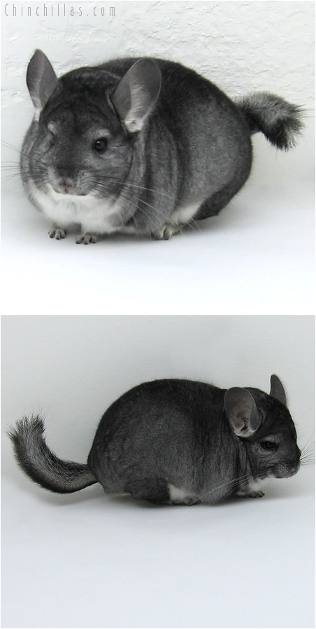 8029 Premium Production Quality Standard Female Chinchilla