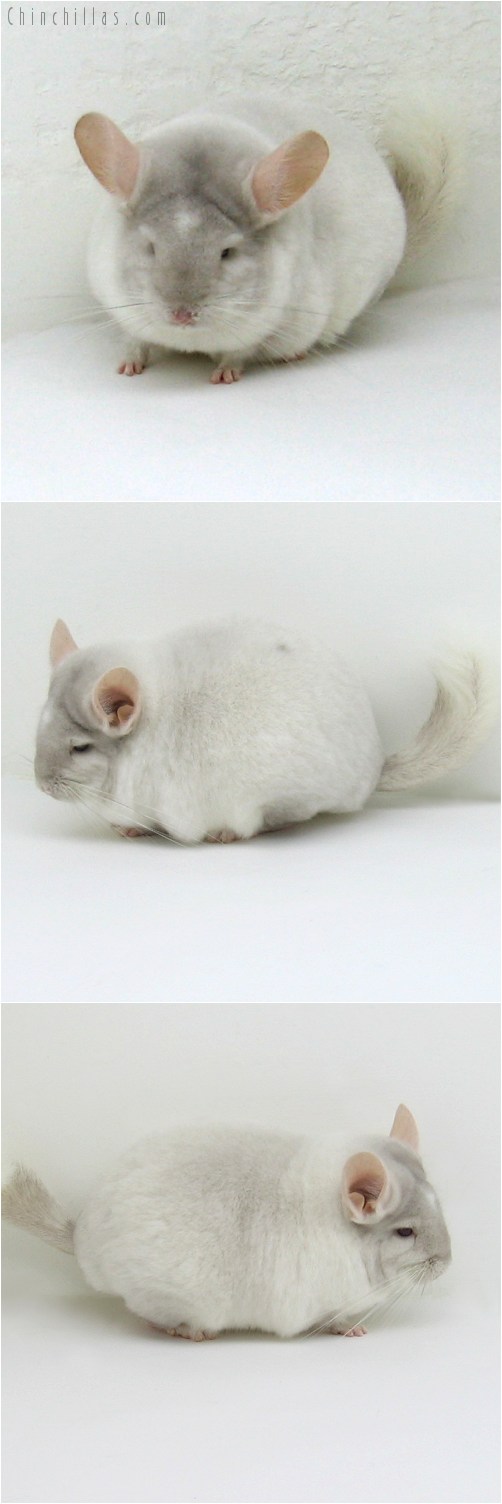 8049 Premium Production Quality Beige & White Mosaic Female Chinchilla