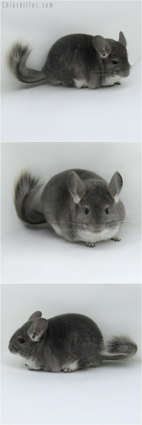 8047 Large Violet Female Chinchilla